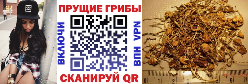 хочу наркоту  Ачинск  Галлюциногенные грибы Cubensis 